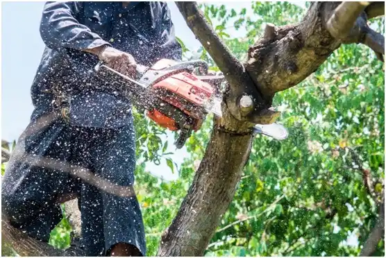 tree services Waunakee
